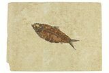 Bargain Fossil Fish (Knightia) - Wyoming #295700-1